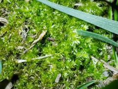 Rhynchostegium serrulatum