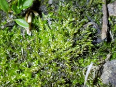 Rhynchostegium aquaticum