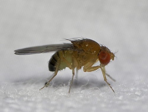 Drosophila simulans observed 2026-08-26