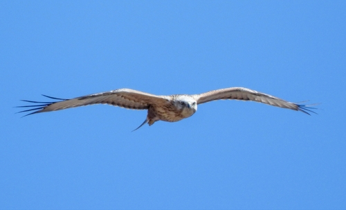 Long-legged Buzzard