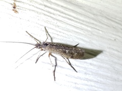 Glyphopsyche irrorata