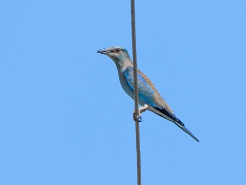 European Roller