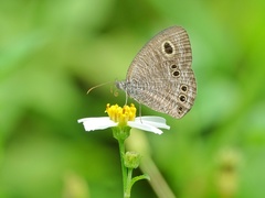 Ypthima lisandra