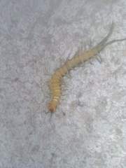 Scolopendra viridis