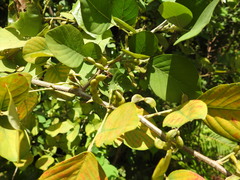 Dendrolobium umbellatum