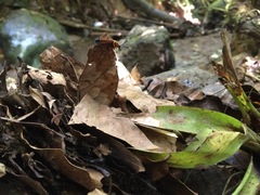 Pseudomops guerinianus