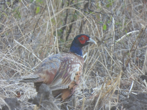 Ring-necked Pheasant