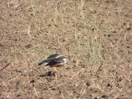Western Marsh Harrier