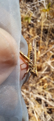 Lesser Grasshopper