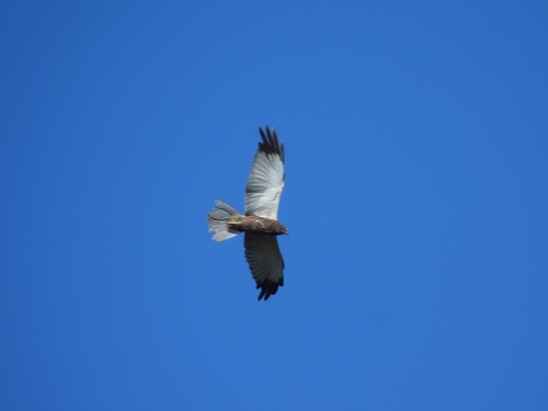 Western Marsh Harrier