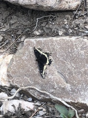 Papilio indra