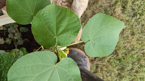 velvetleaf