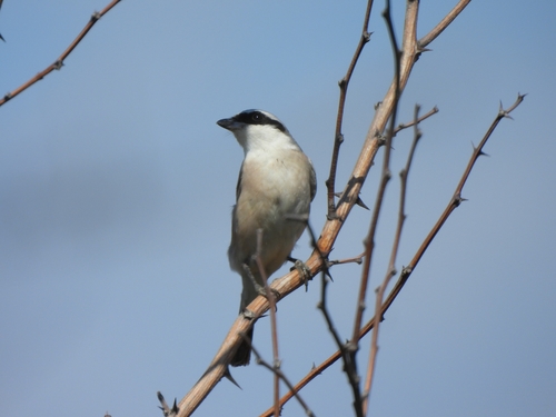 Red-backed Shrike