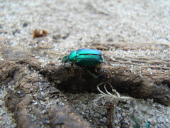 Diphucephala colaspidoides