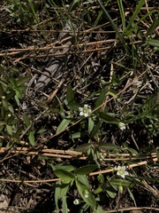 Moehringia macrophylla