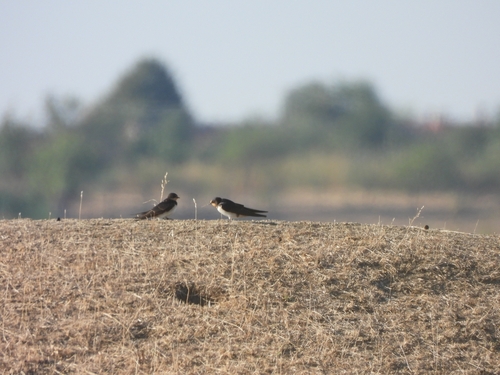 Barn Swallow