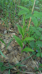 Polygonatum humile
