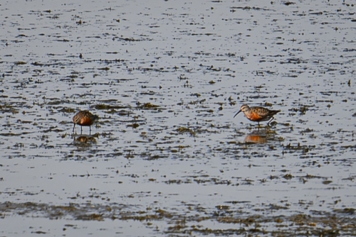 Curlew Sandpiper