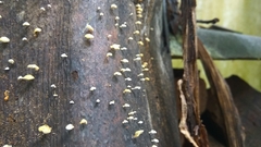 Fungi