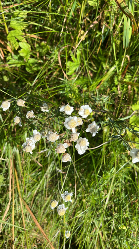 Sneezewort