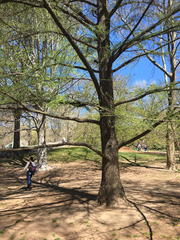 Pseudolarix amabilis