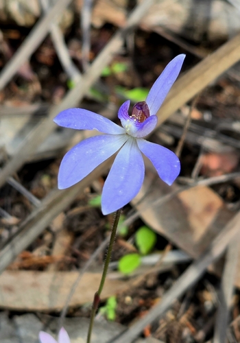 blue finger-orchid