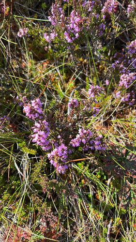common heather