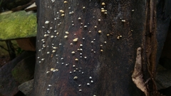 Fungi