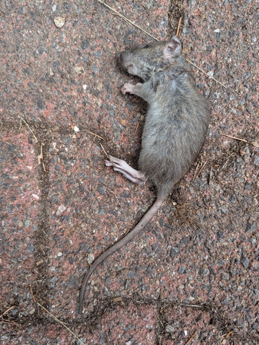 Black Rat