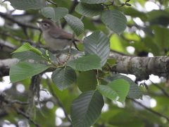Vireo leucophrys