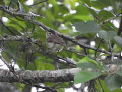 Vireo leucophrys