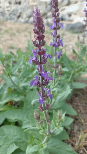Purple Wood Sage