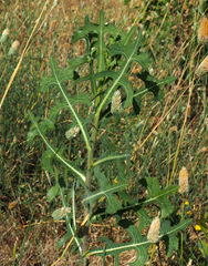 Lactuca serriola