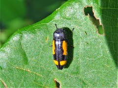 Ptosima gibbicollis