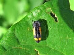 Ptosima gibbicollis
