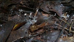 Fungi