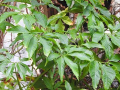 Syngonium auritum