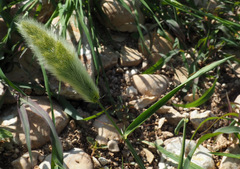 Polypogon monspeliensis