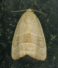 Bagisara rectifascia