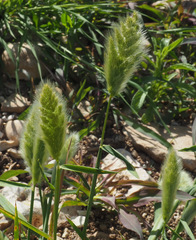Polypogon monspeliensis