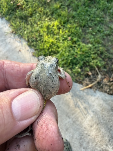 Cope's Gray Tree Frog