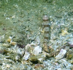 Amblyeleotris periophthalmus