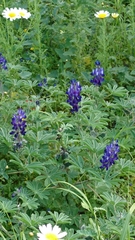 Lupinus pilosus