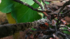 Fungi