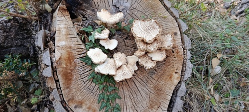 Poplar Fieldcap