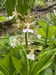 Calanthe discolor