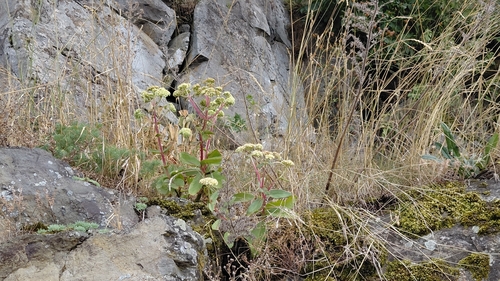 Great Stonecrop