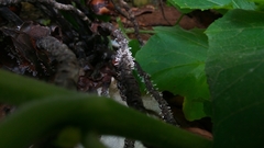 Fungi