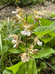 Calanthe discolor