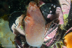 Ascidiella aspersa